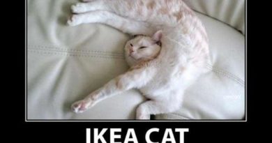 Ikea Cat - Cat humor