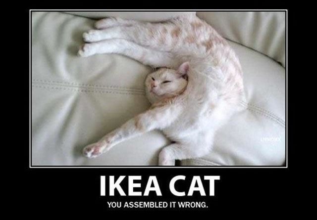 Ikea Cat - Cat humor
