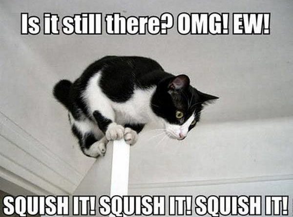 Is It Still There? - Cat humor