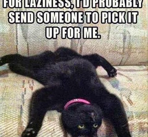 Laziest Cat Award - Cat humor