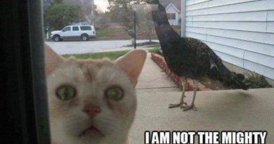 Let Me In, please - Cat humor