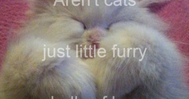 Little Furry Balls Of Love - Cat humor