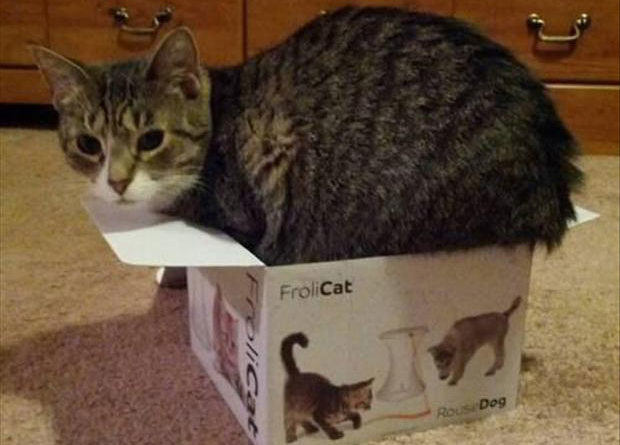 Cat Logic - Cat humor