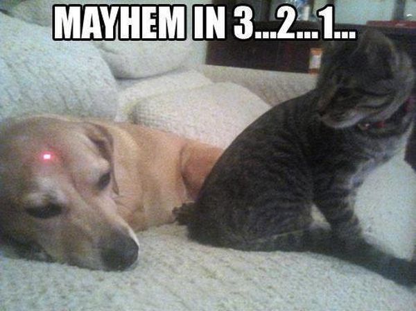 Mayhem In 3...2...1... - Cat humor