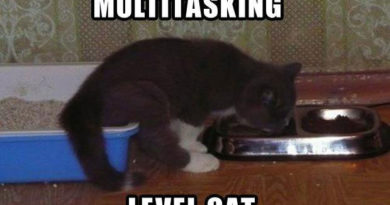 Multitasking - Cat humor