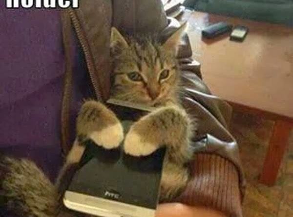 New Phone Holder - Cat humor