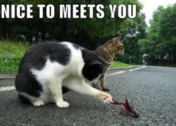 cat-humor-nice-to-meets-you.jpg
