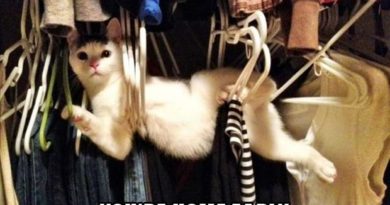 Oh, Hi! - Cat humor