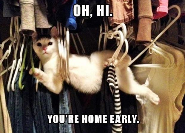 Oh, Hi! - Cat humor