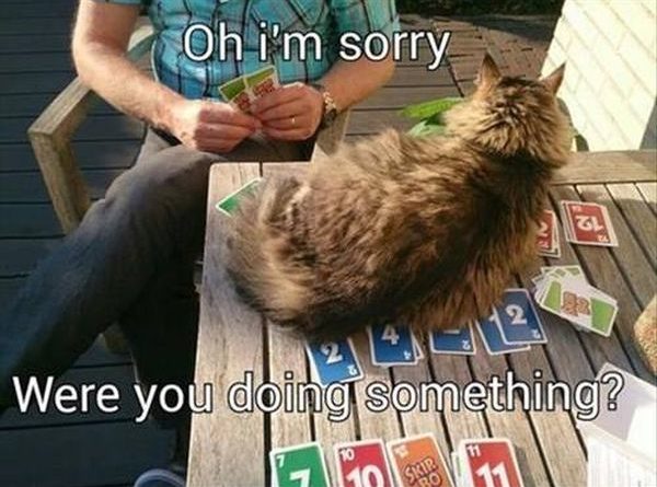 Oh! I'm Sorry! - Cat humor