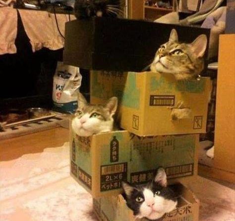 Cat Party - Cat humor