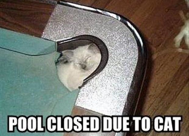 Pool Closed Due To Cat - Cat humor