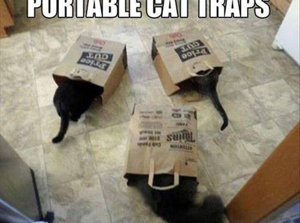 Portable Cat Traps - Cat humor