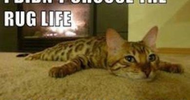 Rug Life - Cat humor