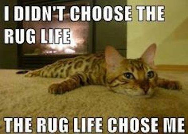 Rug Life - Cat humor