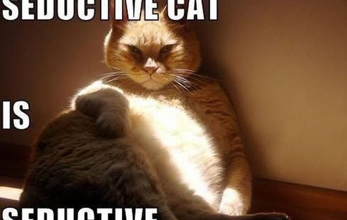 Seductive Cat - Cat humor