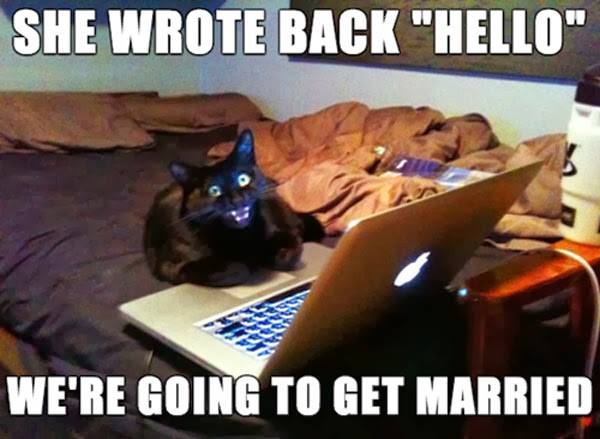 Things Are Getting Pretty Serious - Cat humor