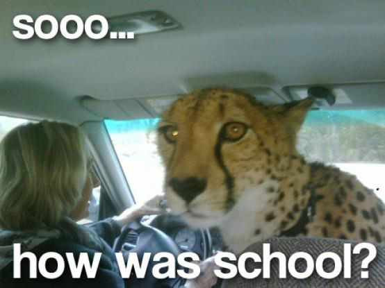 Sooo... How Was School? - Cat humor