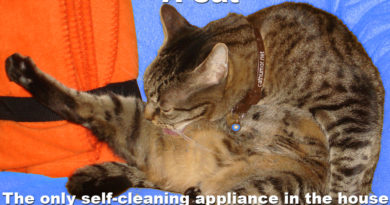 The Only Self-Cleaning Appliance In The House - Cat humor