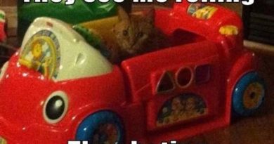 They See Me Rolling - Cat humor
