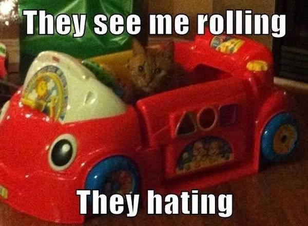 They See Me Rolling - Cat humor