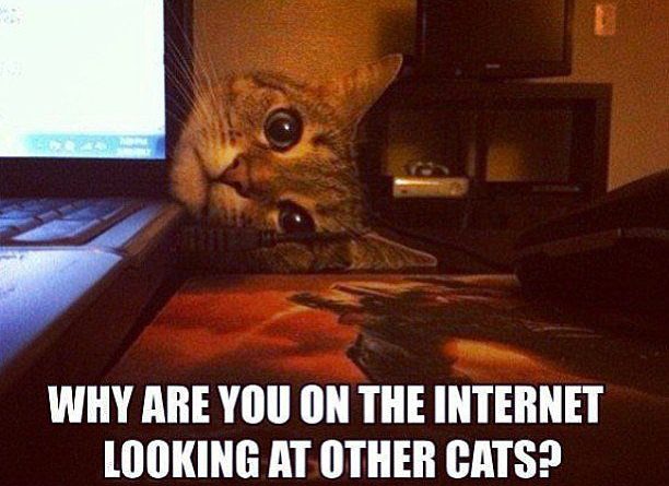 Curious Cat - Cat humor
