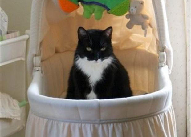 Yes, The Baby Is Here - Cat humor