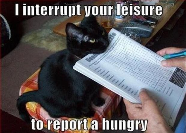 I Interrupt Your Leisure - Cat humor