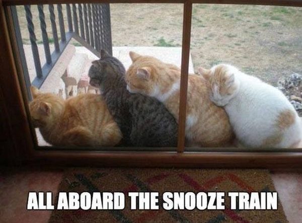 All Aboard - Cat humor