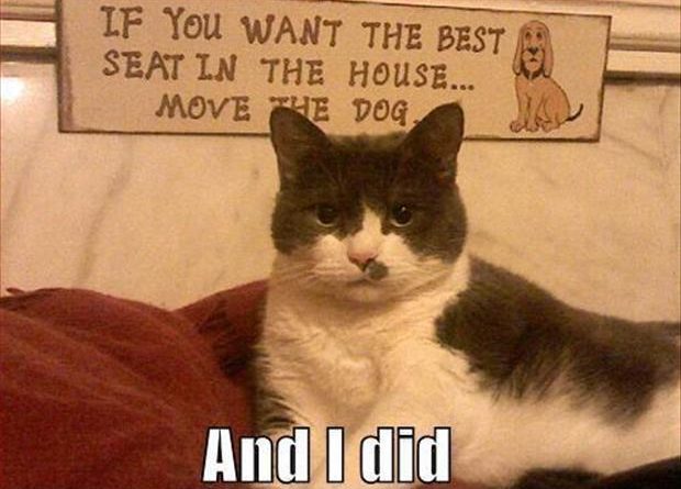 If You Want The BEst Seat In The House - Cat humor