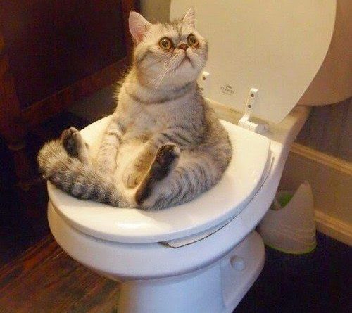 Can I Have Some Privacy, Please - Cat humor