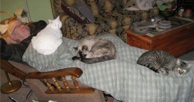 Cat Blanket - Cat humor