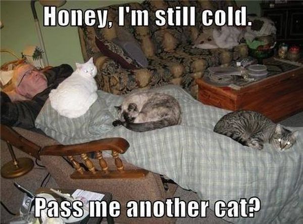 Cat Blanket - Cat humor