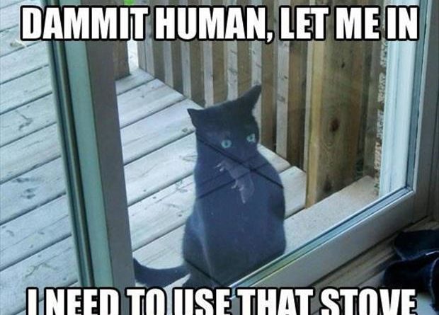 Dammit Human, Let Me In - Cat humor