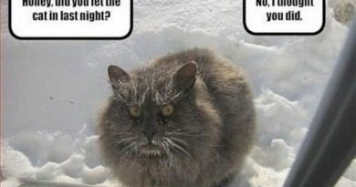 Did You Let The Cat In? - Cat humor