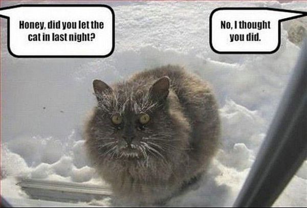 Did You Let The Cat In? - Cat humor