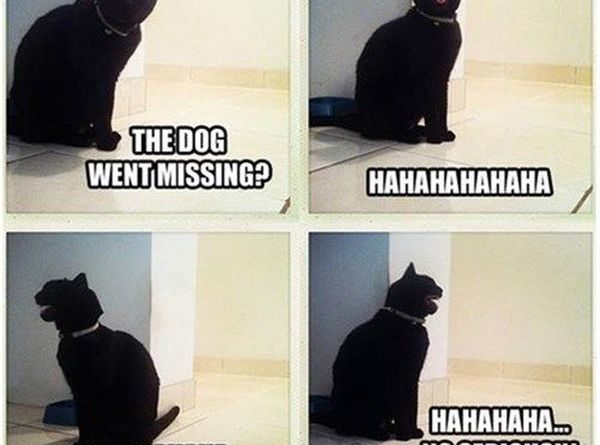 The Dog Went Missing? - Cat humor