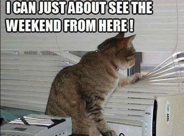 Yup! I Can See The Weekend - Cat humor