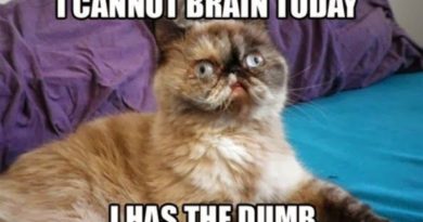 I Cannot Brain Today - Cat humor