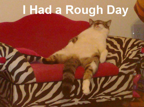 I Had a Rough Day - Cat humor