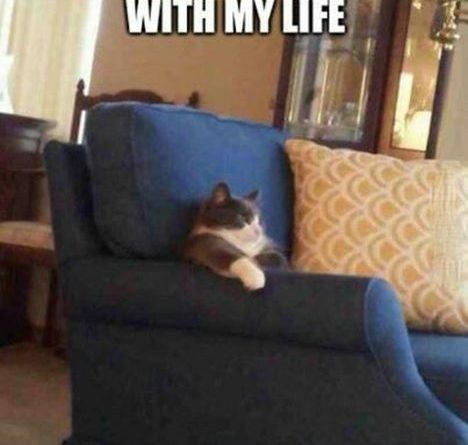 I Should Do Something With My Life - Cat humor