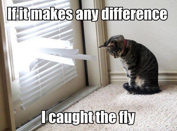 If IT Makes Any Difference - Cat humor