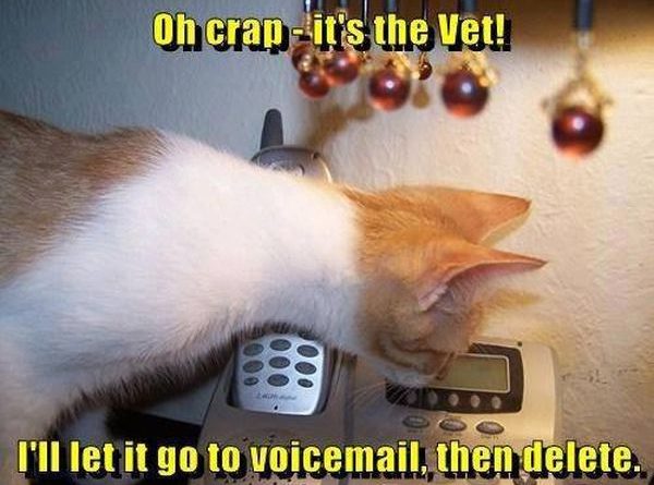 Oh Crap! It's The Vet - Cat humor