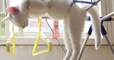 I'm Just Hanging In There - Cat humor