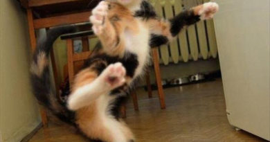 Karate Kitty - Cat humor