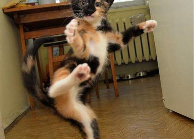 Karate Kitty - Cat humor