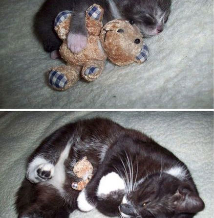Then And Now - Cat humor