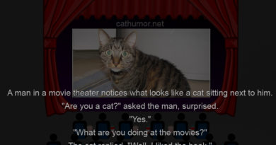 Meanwhile In Movie Theater - Cat humor