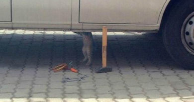Cat Mechanic - Cat humor