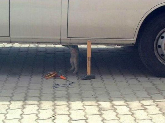 Cat Mechanic - Cat humor